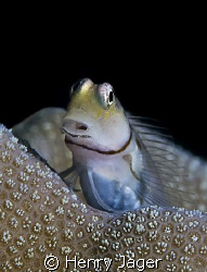 "Blenny" from Dhoni Kolhu, Maldives (Olympus E-3, 50mm ma... by Henry Jager 